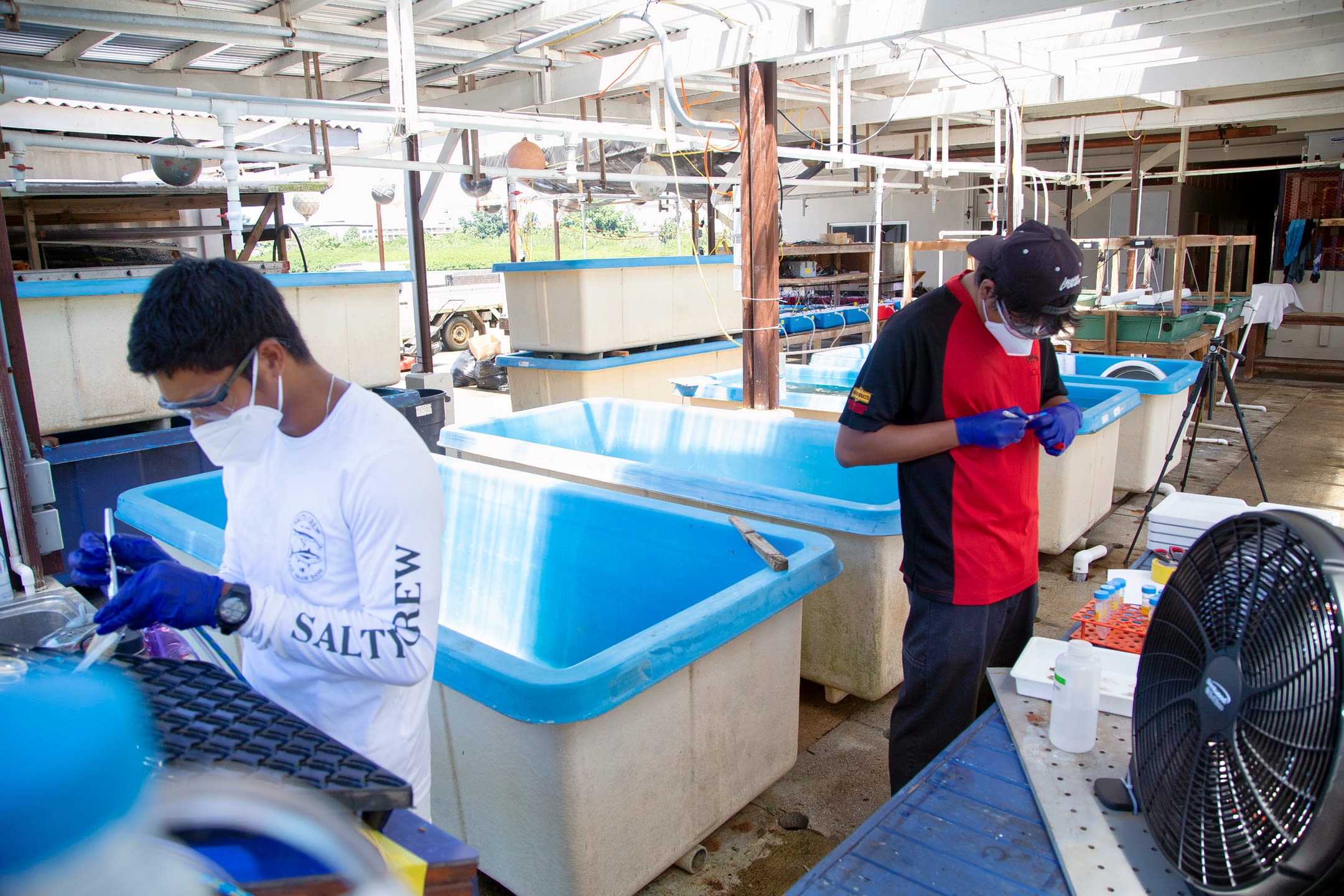 Palau Community College student uses airbrush to remove tissue from coral skeleton for DNA analysis at Palau International Coral Research Center in Koror, Palau. 