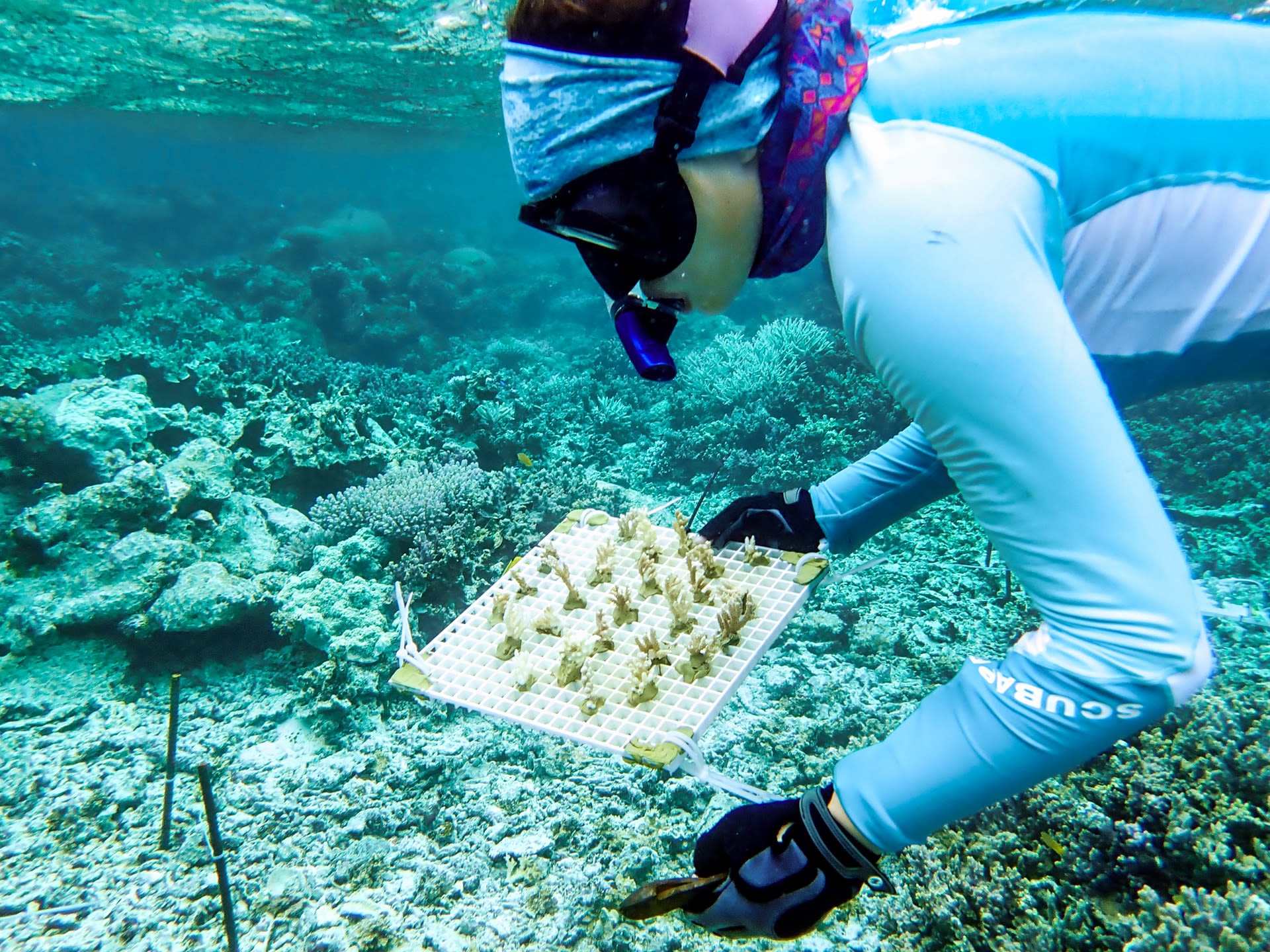 Stanford University researcher transports samples to coral research site in Palau.