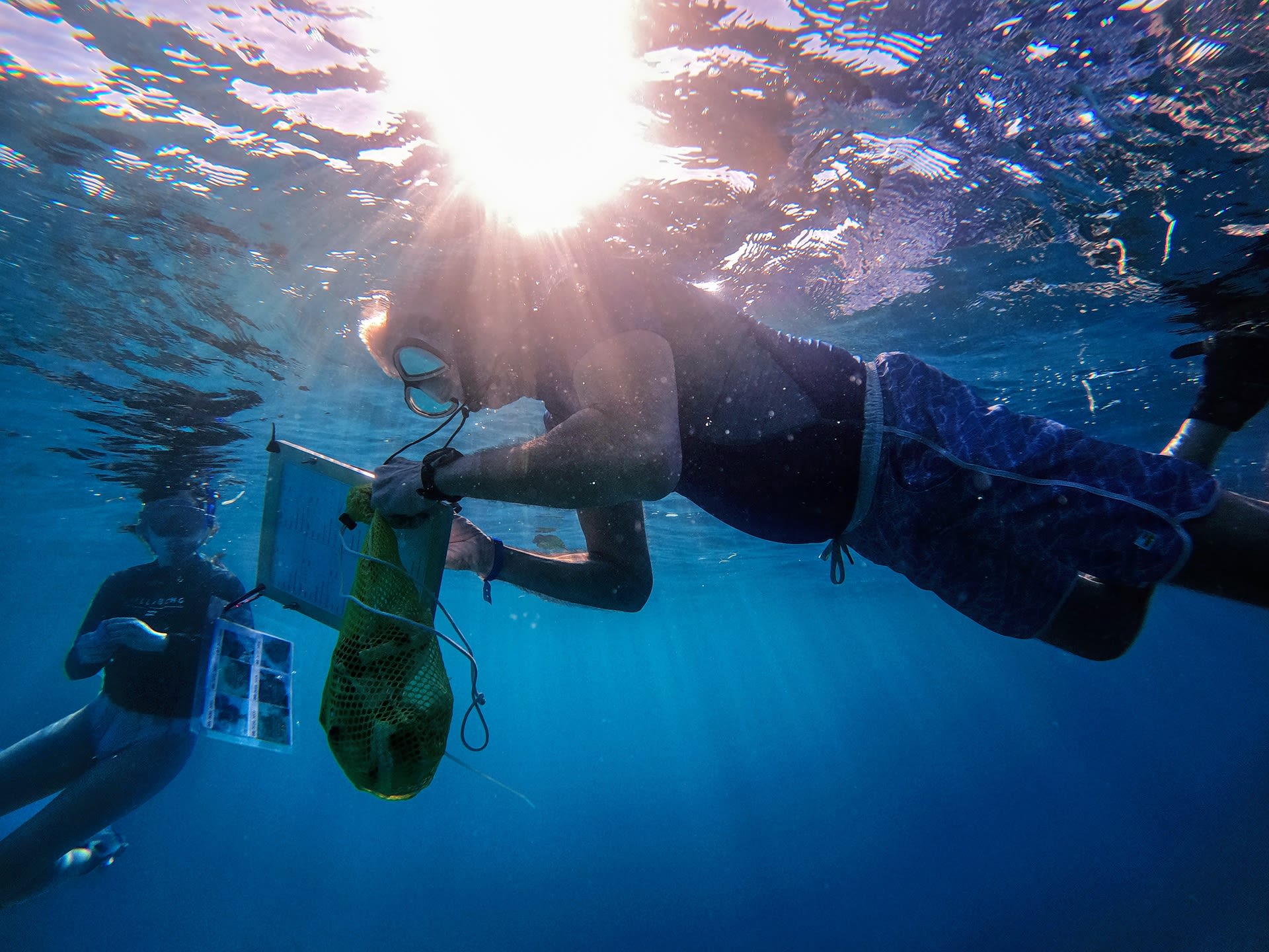 Stanford University marine biologist Dr. Steve Palumbi documents coral location and sample data on underwater slate in Palau.