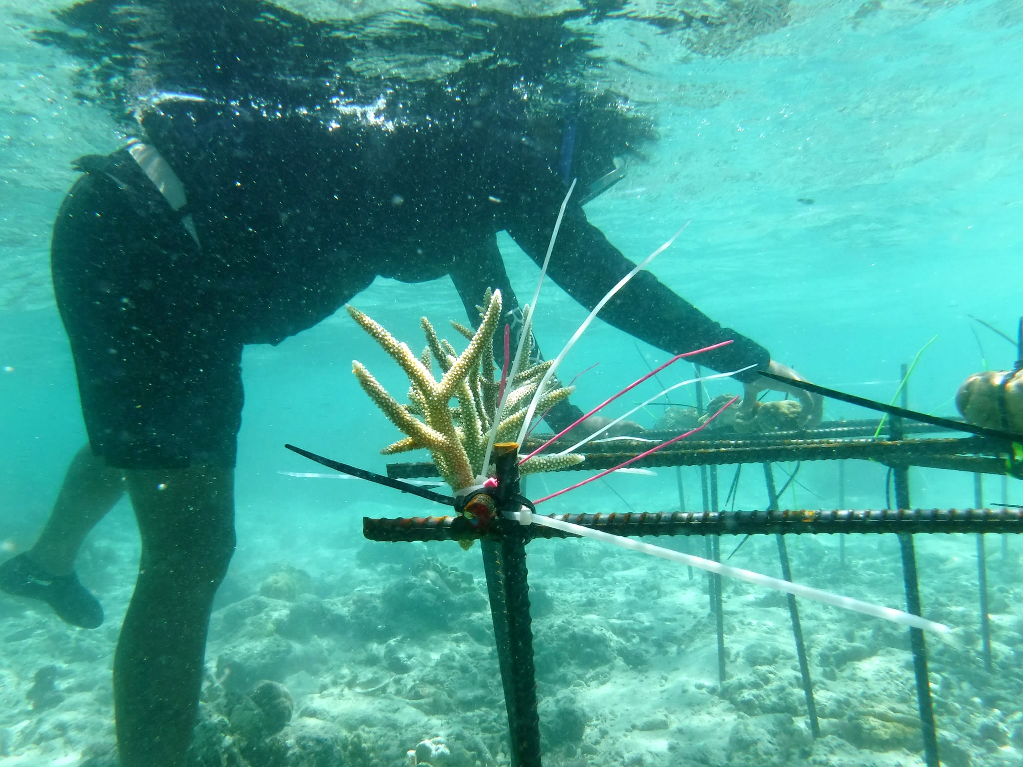 Palau Coral Champion secures coral reef nursery structures in Palau.