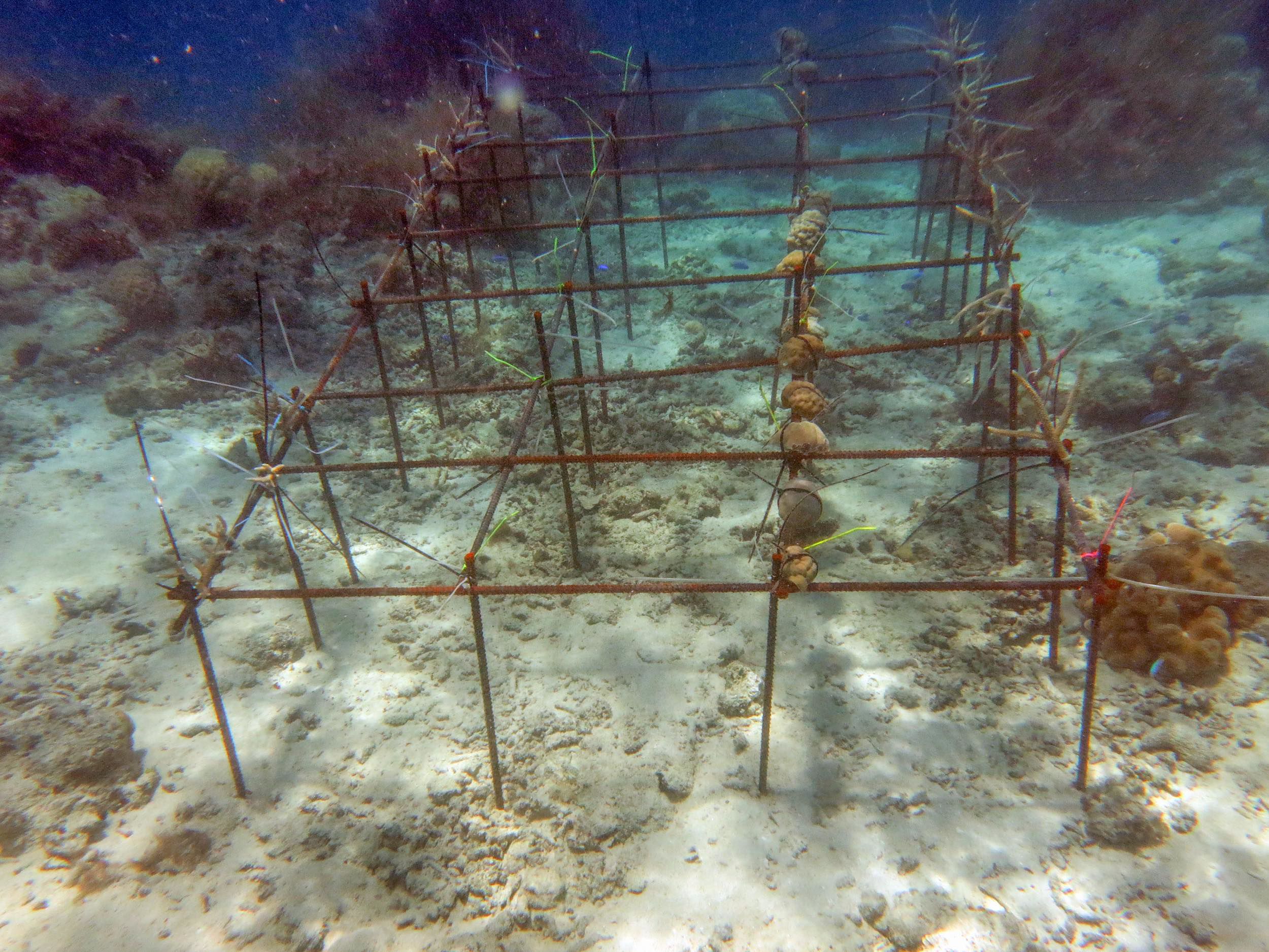A different type of coral reef nursery structure in Palau.