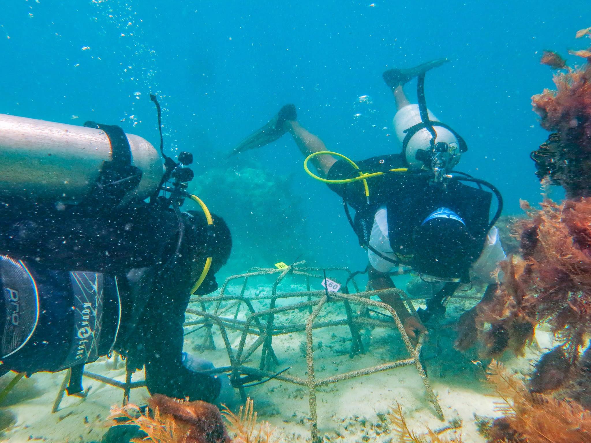 Palau Coral Champions work on coral reef nursery structure in Palau.