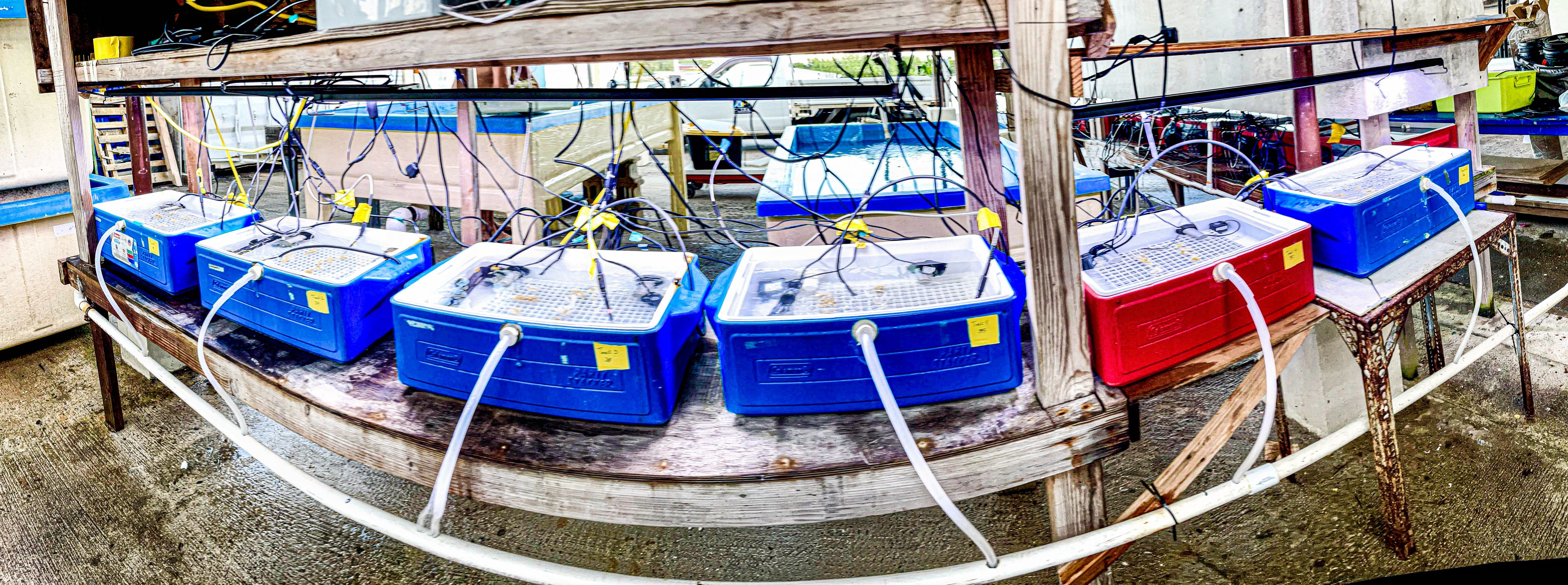 Stanford University research coral stress test tanks in Palau.