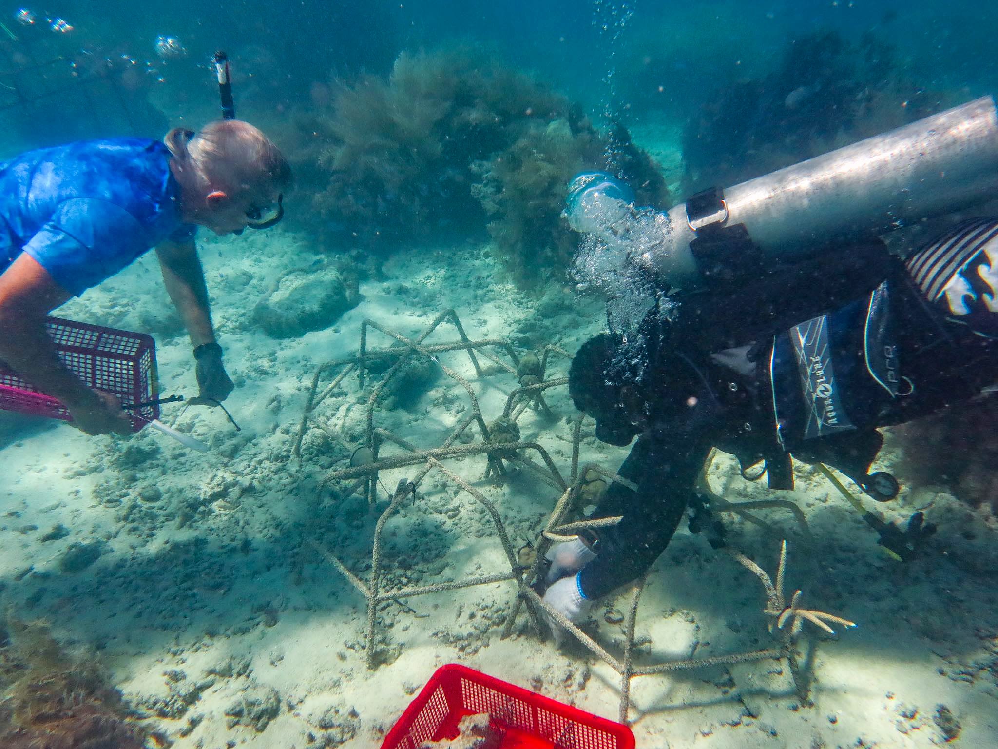 Stanford University marine biologist Dr. Steve Palumbi and Palau Coral Champion work on coral reef nursery structures in Palau.