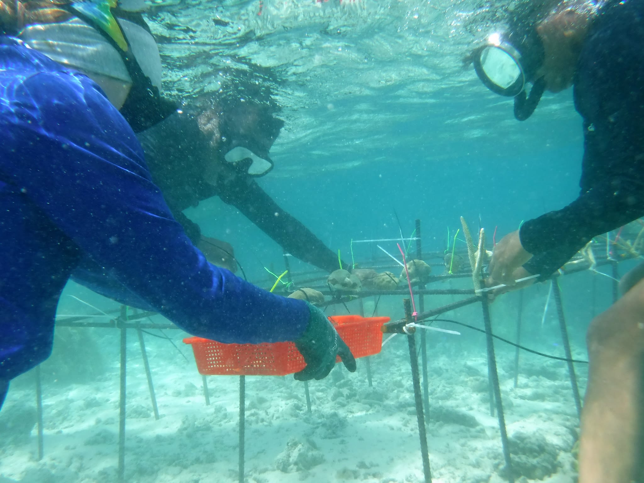 Palau Coral Champions attach heat-resistant coral samples to the coral reef nursery structures in Palau.