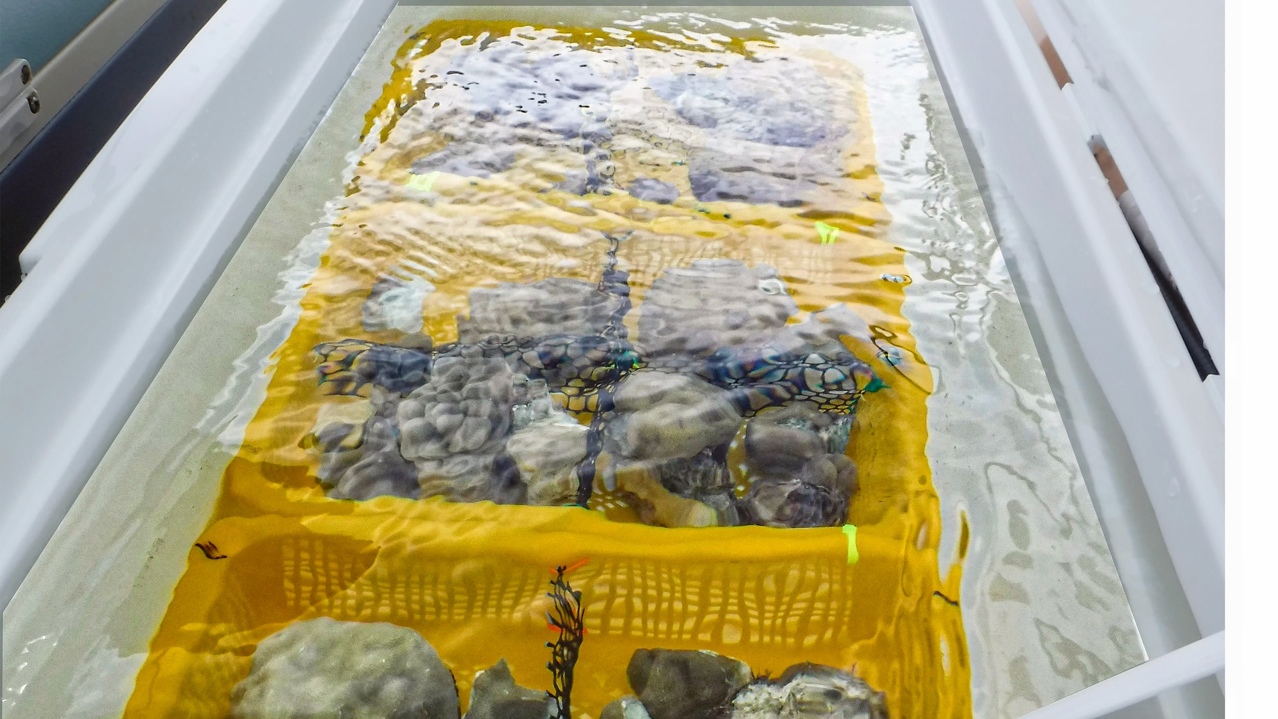 Nursery-grown coral are transported to reef in Palau.