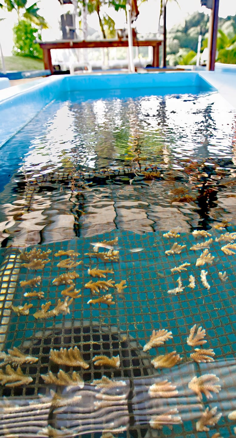 Coral in salt water holding tanks at Palau International Coral Research Center in Koror, Palau. 