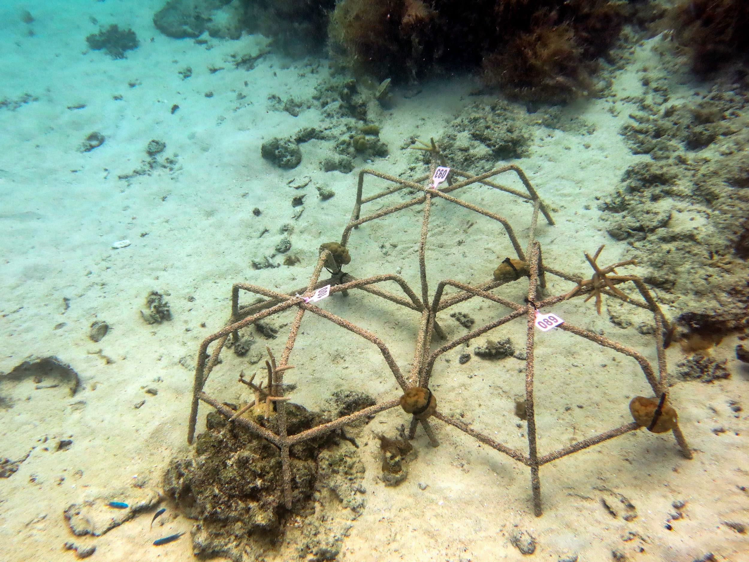 Coral reef nursery structures at nursery site in Palau.