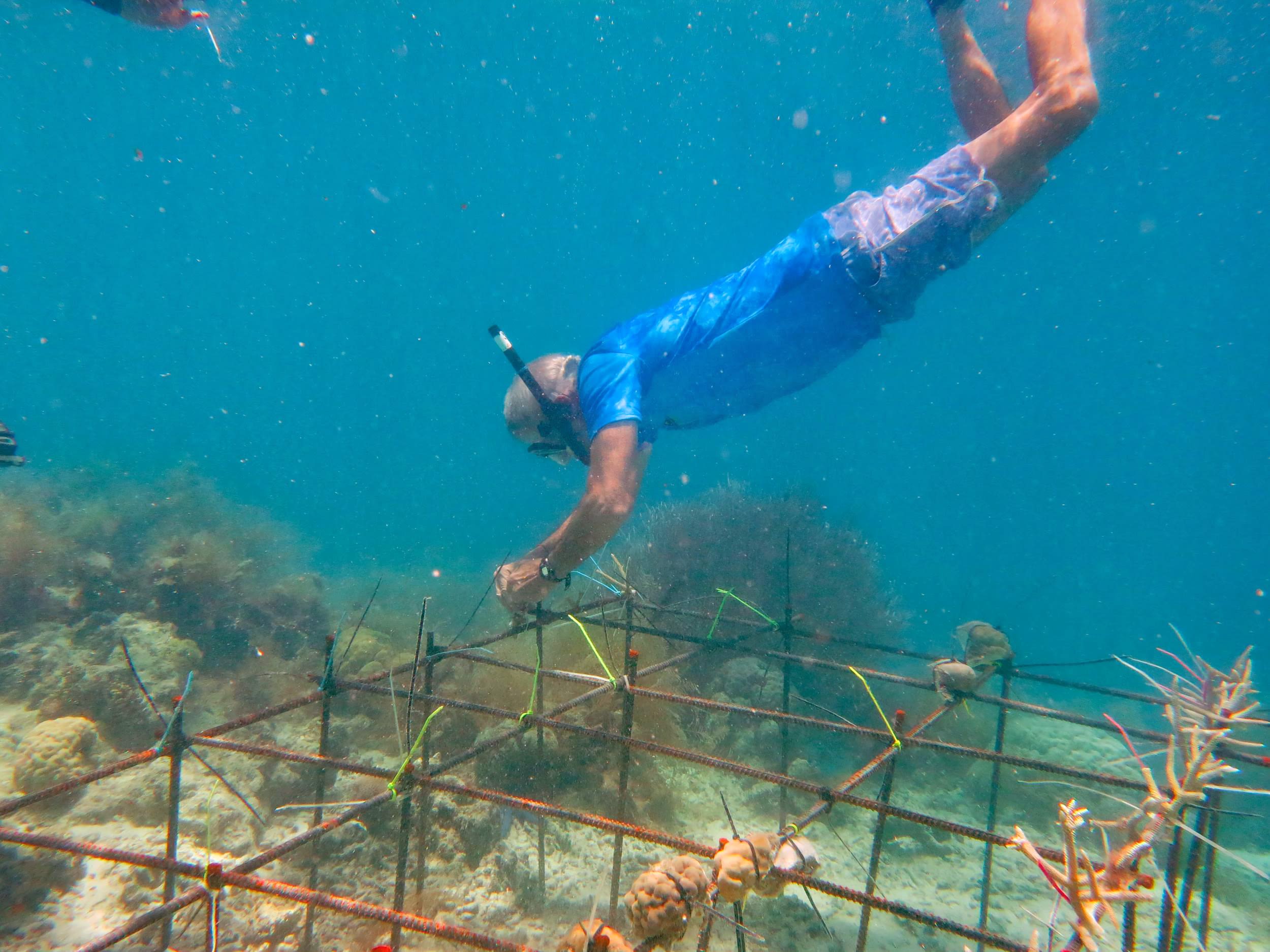 Stanford University marine biologist Dr. Steve Palumbi assembles coral reef nursery structures in Palau.