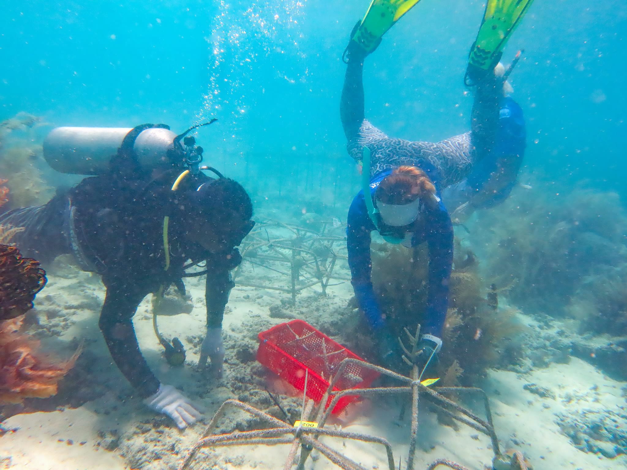 Palau Coral Champion and Stanford University researcher and attach heat-coral coral samples to the coral reef nursery structures in Palau.