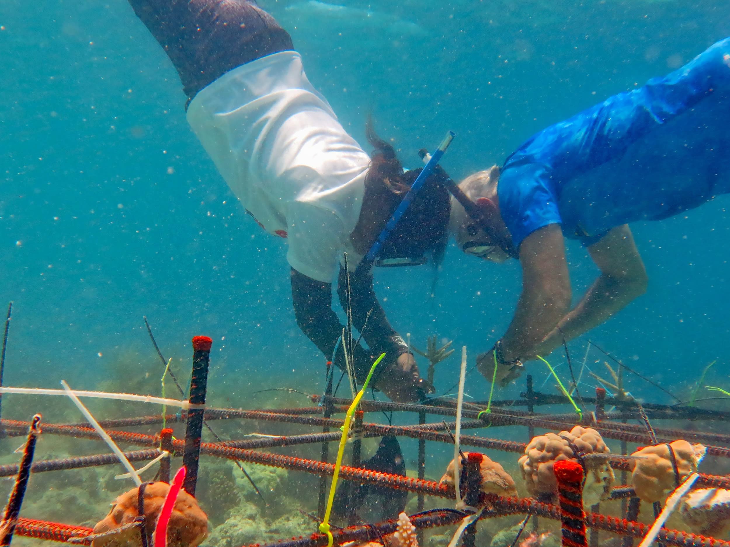 Stanford University marine biologist Dr. Steve Palumbi and Palau Coral Champion secure coral reef nursery structures in Palau.