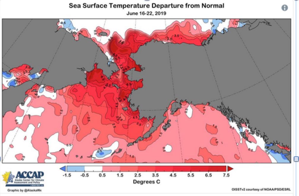 Sea Surface Temperature Departure from Normal - June 16-22, 2019. Credit: Alaska Center for Climate Assessment and Policy (ACCAP)