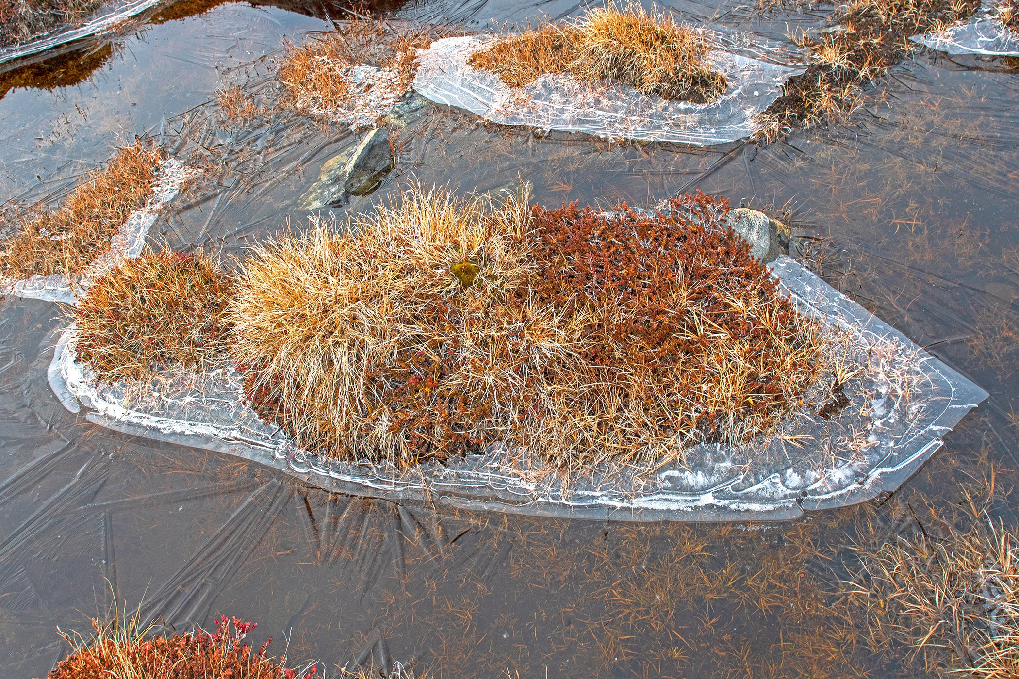 Frozen water and tundra vegetation