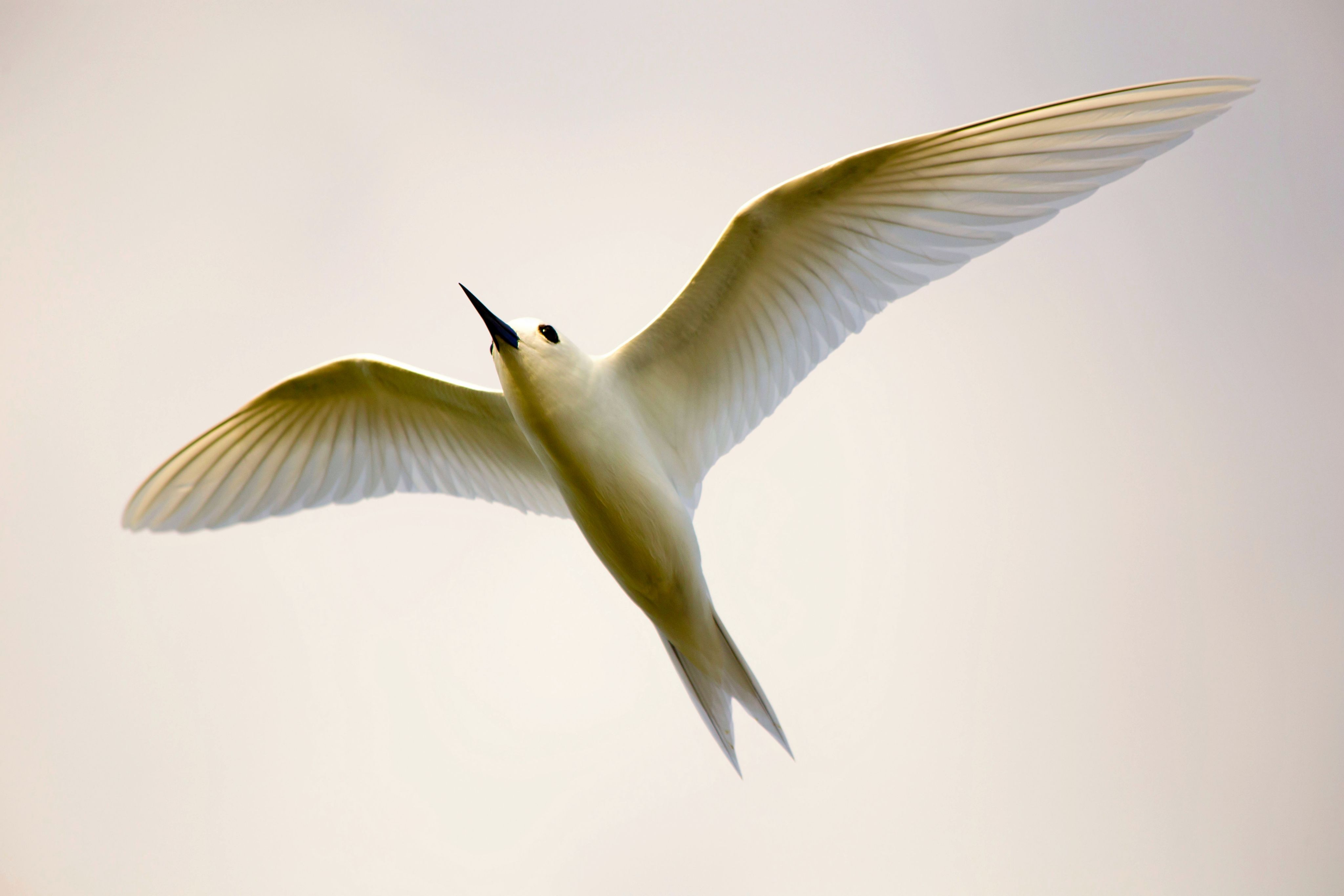 Fairy Tern in Bikini atoll, The Republic of the Marshall Islands - nature photography