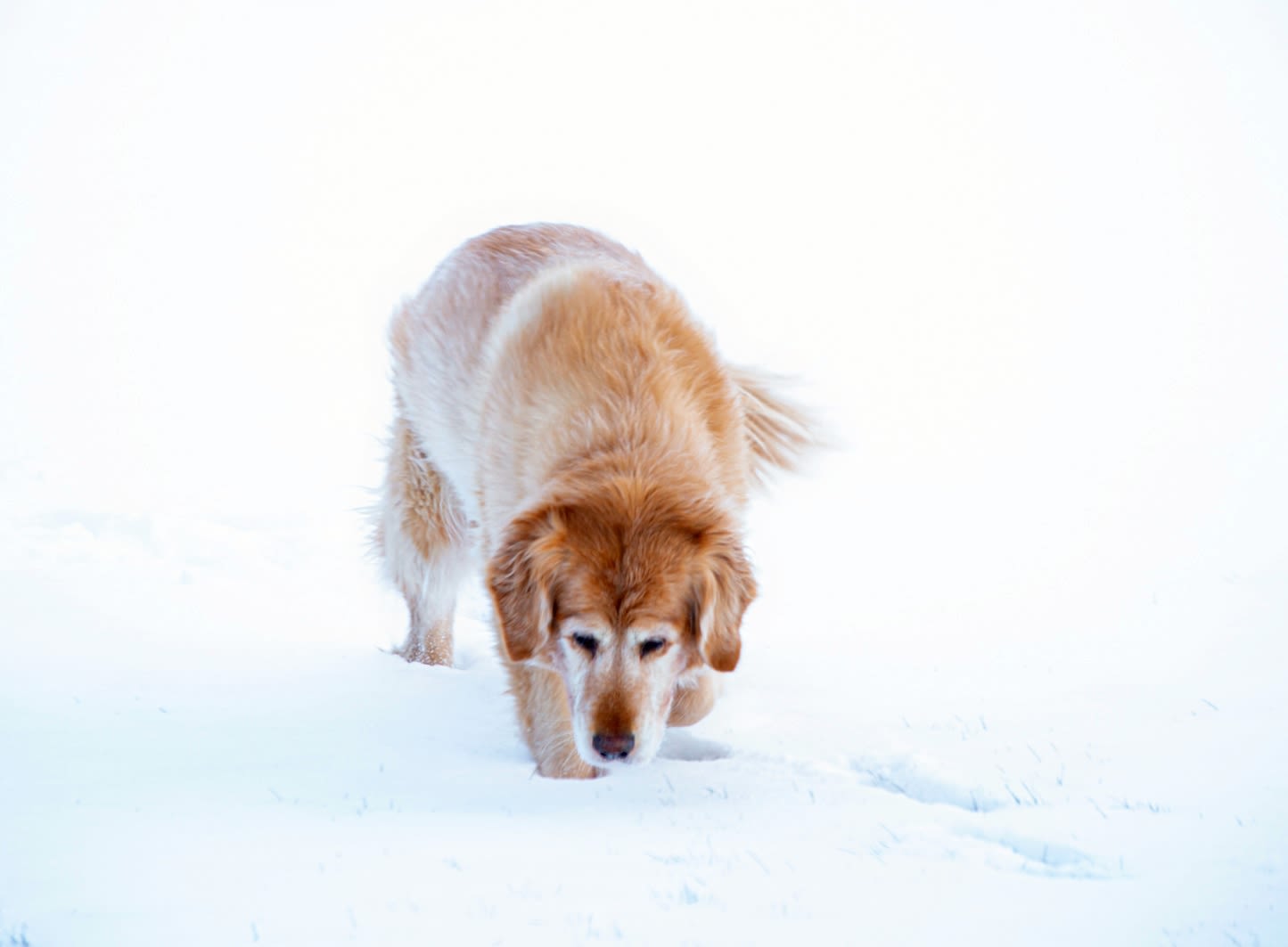 Golden Retriever in Ferndale, Washington - nature photography 