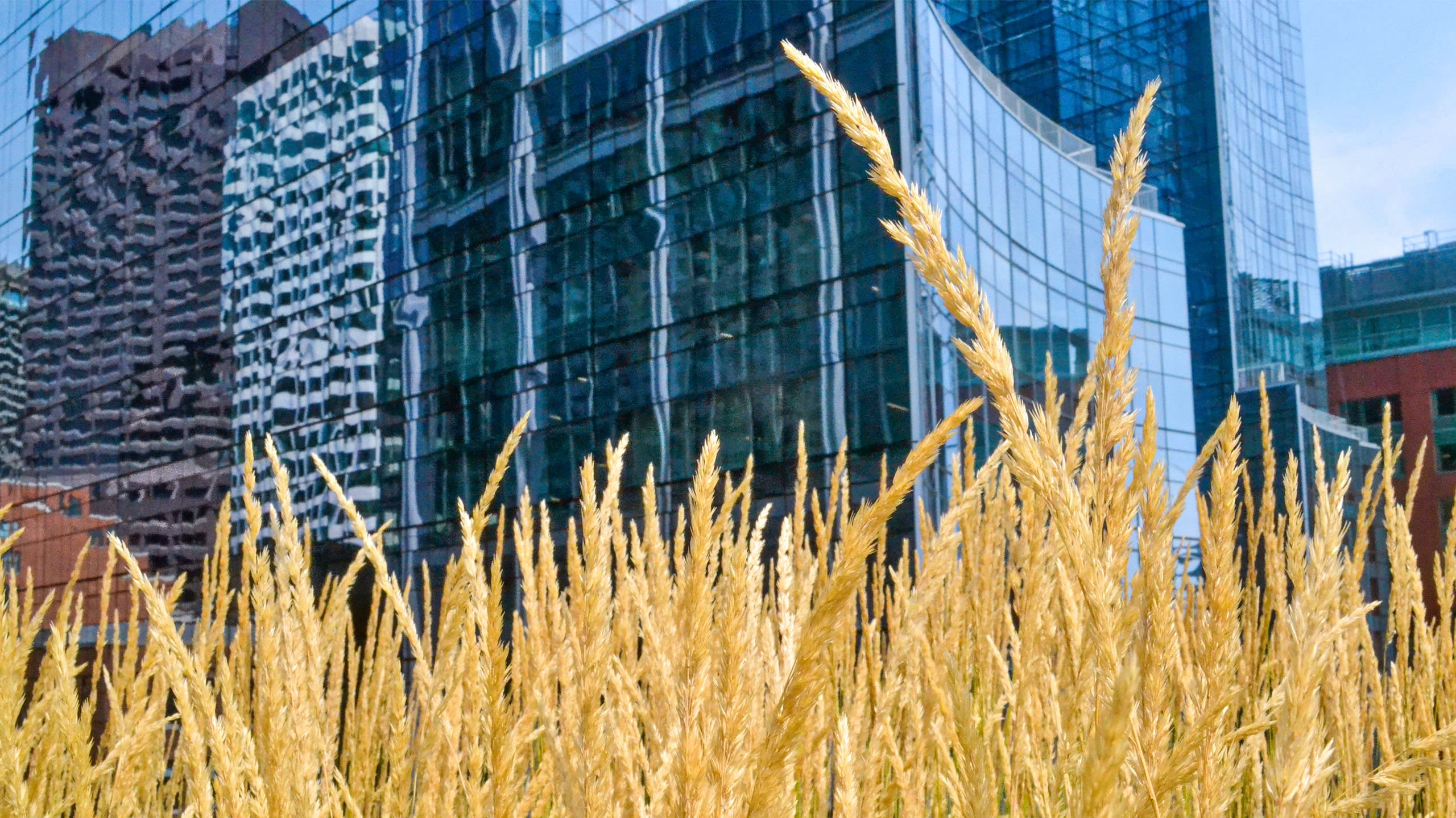 Boston living roof - location photography