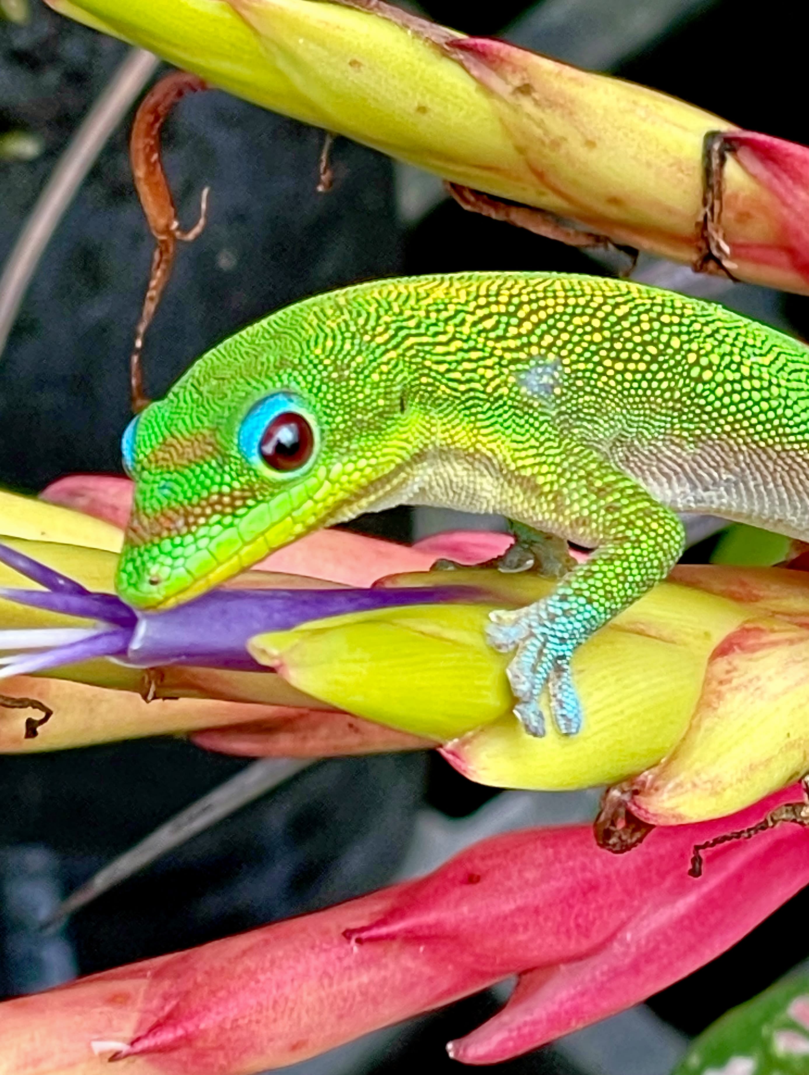 Gold Dust Day Gecko in Hilo, Hawaii - nature photography