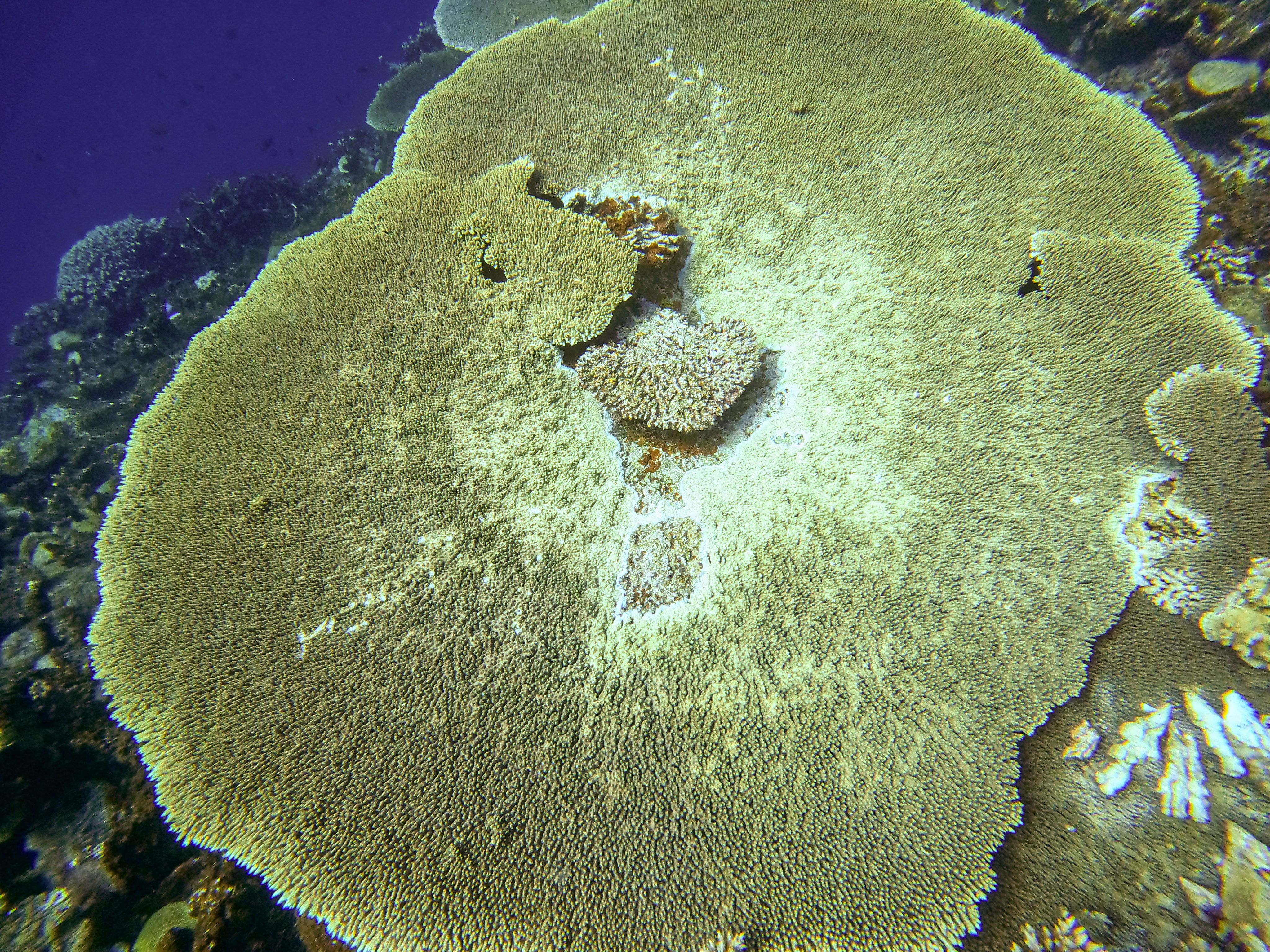 Acropora coral, at Super Reefs site, Majuro, The Marshall Islands